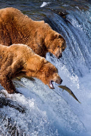 Grizly Bears at Katmai National Park, Alaska, USAの写真素材