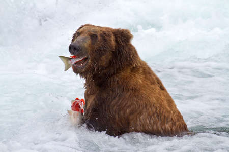 Grizly Bears at Katmai National Park, Alaska, USAの写真素材