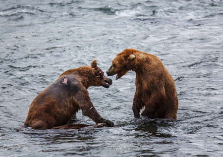 Grizly Bears at Katmai National Park, Alaska, USAの写真素材