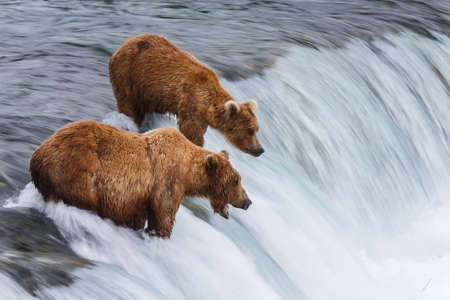 Grizly Bears at Katmai National Park, Alaska, USAの写真素材