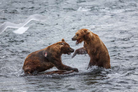 Grizly Bears at Katmai National Park, Alaska, USA