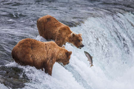 Grizly Bears at Katmai National Park, Alaska, USAの写真素材