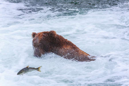 Grizzly bears fishing salmon at Katmai National Park, Alaskaの写真素材