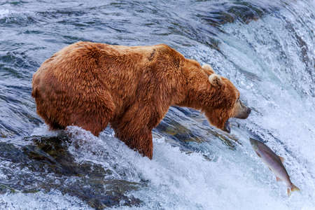 Grizzly bears fishing salmon at Katmai National Park, Alaskaの写真素材