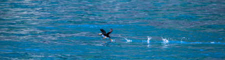 Puffin at Alaska shore - curious colorful bird.の写真素材