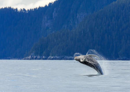 Hampback whale breaching jumping  at Kenai fjord national parkの写真素材