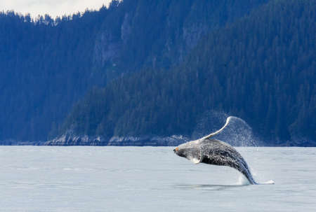 Hampback whale breaching jumping  at Kenai fjord national parkの写真素材