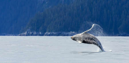 Hampback whale breaching jumping  at Kenai fjord national parkの写真素材