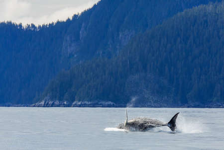 Hampback whale breaching jumping  at Kenai fjord national parkの写真素材