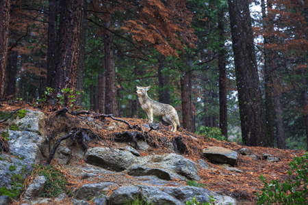 Coyote during snowfall at Yosemite National Parkの写真素材
