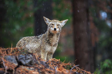Coyote during snowfall at Yosemite National Parkの写真素材