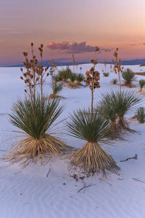 Sunset in the White Sands National Monument, New Mexico, USAの写真素材