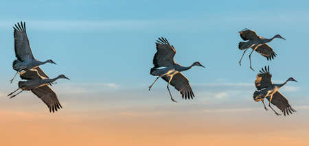 Sandhill Cranes at flight, Bosque del Apache National Wildlife Refuge, Nevadaの写真素材