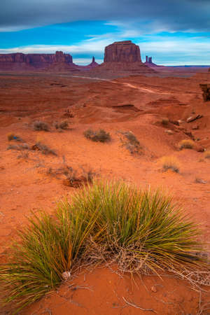 Wild grass in the Monument Valley, Navajo Land, Utahの写真素材