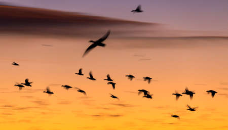 Sandhill Cranes flying at Bosque Del Apache National Wildlife Refuge at sunsetの写真素材