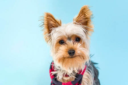 Portrait of smilling Small dog Yorkshire Terrier with a quilted scarf around the neckの写真素材