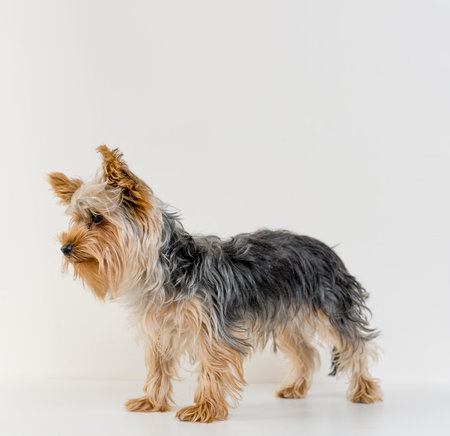 Unshorn york terrier full length portrait isolated on white with copy space. Dog grooming banner background conceptの写真素材
