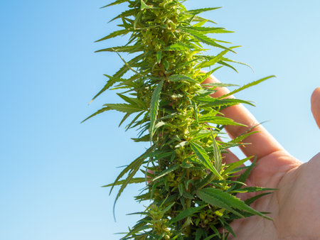 farmers hand holding a bush marijuana bush outside on a cannabis farm. Use of hemp in cosmetics and food industryの写真素材