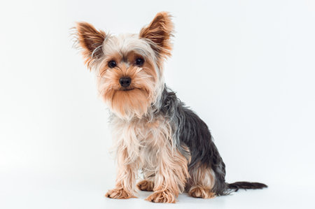 adoption of animals concept. Sitting Small dog Yorkshire Terrier full length portrait isolated on whiteの写真素材