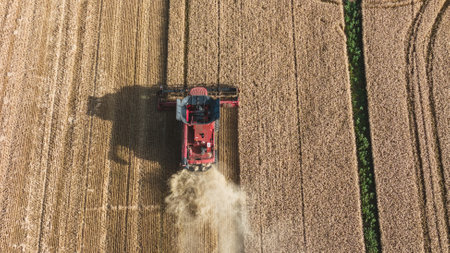 Aerial red harvester combine to harvest wheat field working. golden ripe grain field top down viewの写真素材