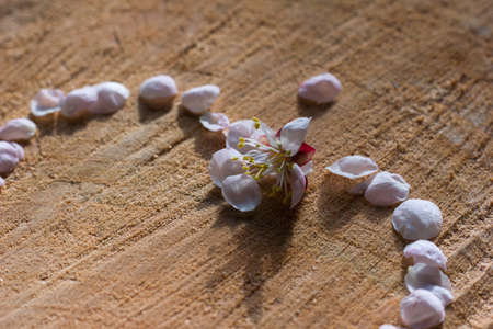 Cherry light pink petals on wooden cracked background with shallow depthの写真素材