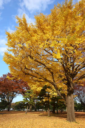 Ginkgo Treeの写真素材