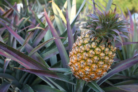 Pineapple in a farm