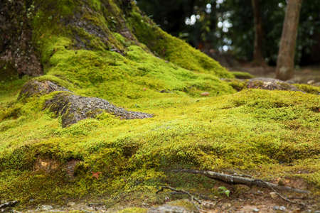 green moss background texture beautiful in natureの写真素材
