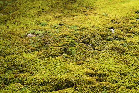 green moss background texture beautiful in natureの写真素材