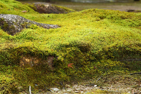 green moss background texture beautiful in natureの写真素材