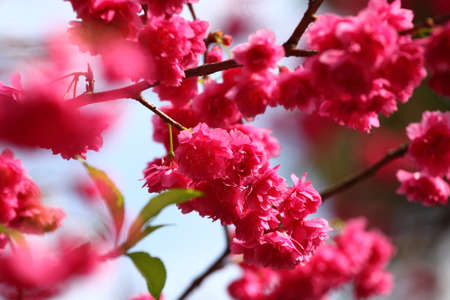 cherry blossom (sakura)の写真素材