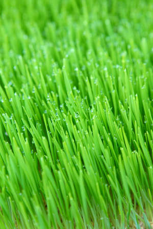 Grass background with water drops, Fresh green wheat grassの写真素材
