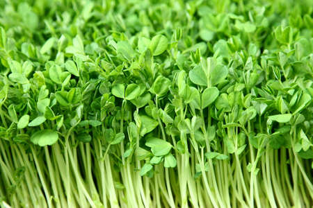 Fresh sprouts of garden cressの写真素材