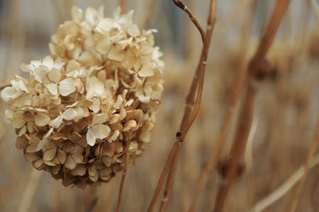 autumn leavesの写真素材