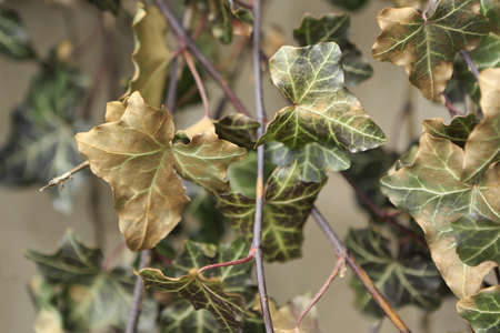autumn leavesの写真素材