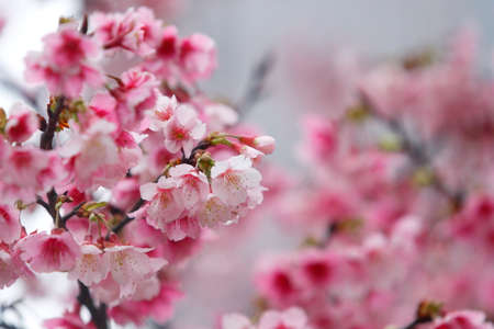cherry blossom (sakura)の写真素材