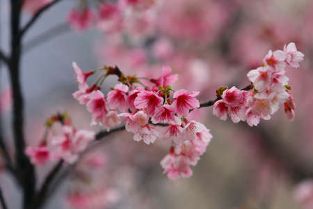 cherry blossom (sakura)の写真素材