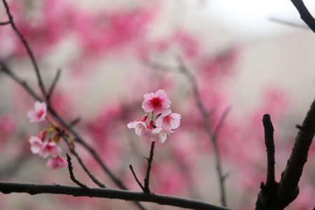 cherry blossom (sakura)の写真素材