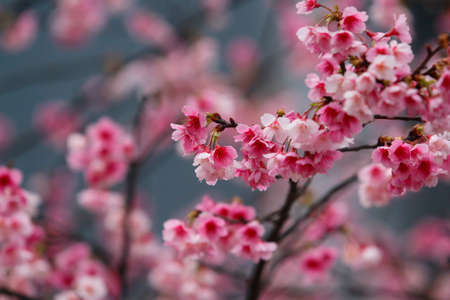 cherry blossom (sakura)の写真素材