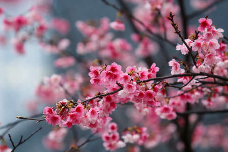 cherry blossom (sakura)の写真素材