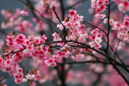 cherry blossom (sakura)の写真素材