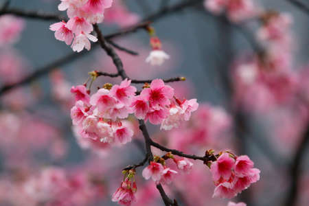 cherry blossom (sakura)の写真素材