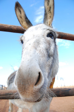Friendly donkey