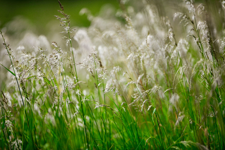 Grass   grass seeds blowing in the breezeの写真素材