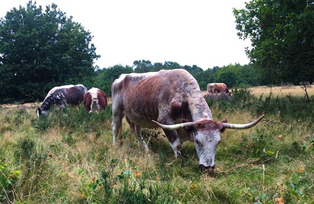 Cattle grazingの素材