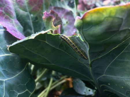 Caterpillar eating cabbage plantsの素材