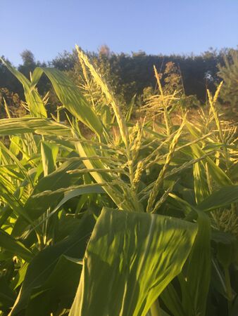 Sweet corn plants