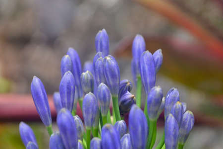 Purple flowerの写真素材