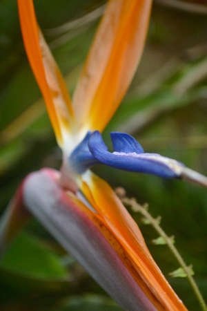 bird of paradiseの写真素材