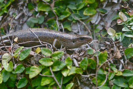 Lizard in the gardenの写真素材